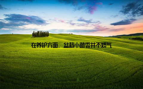 在养护方面, 盆栽小茴香并不娇气