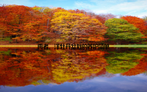 再者, 洋牡丹盆栽的养护简单