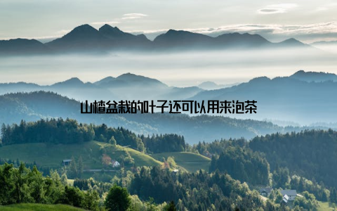 山楂盆栽的叶子还可以用来泡茶