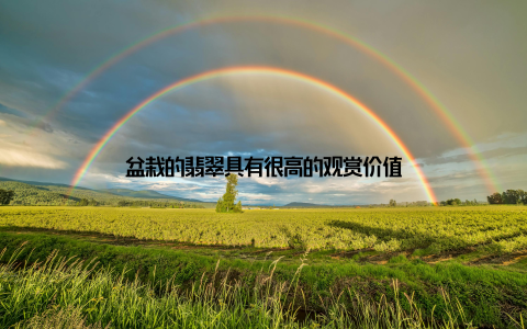 盆栽的翡翠具有很高的观赏价值