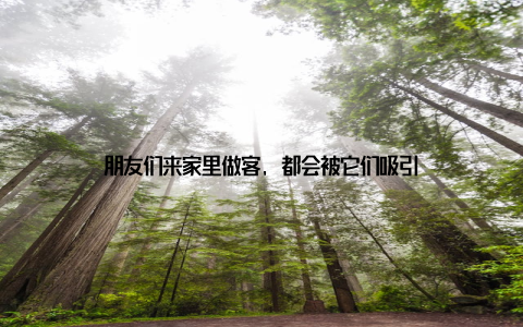 朋友们来家里做客, 都会被它们吸引