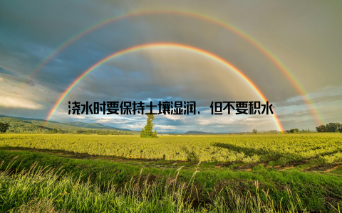 浇水时要保持土壤湿润, 但不要积水